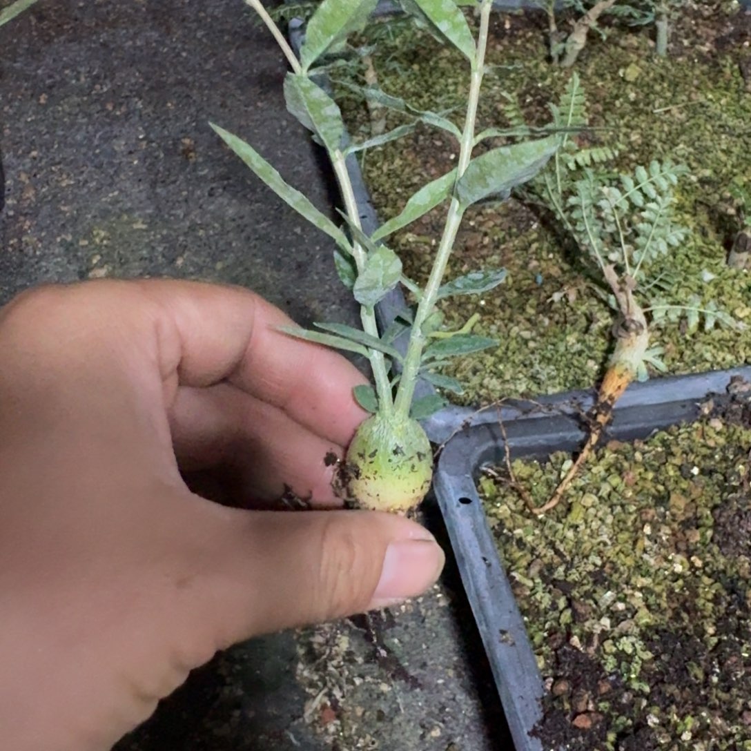 火星人一颗多肉植物