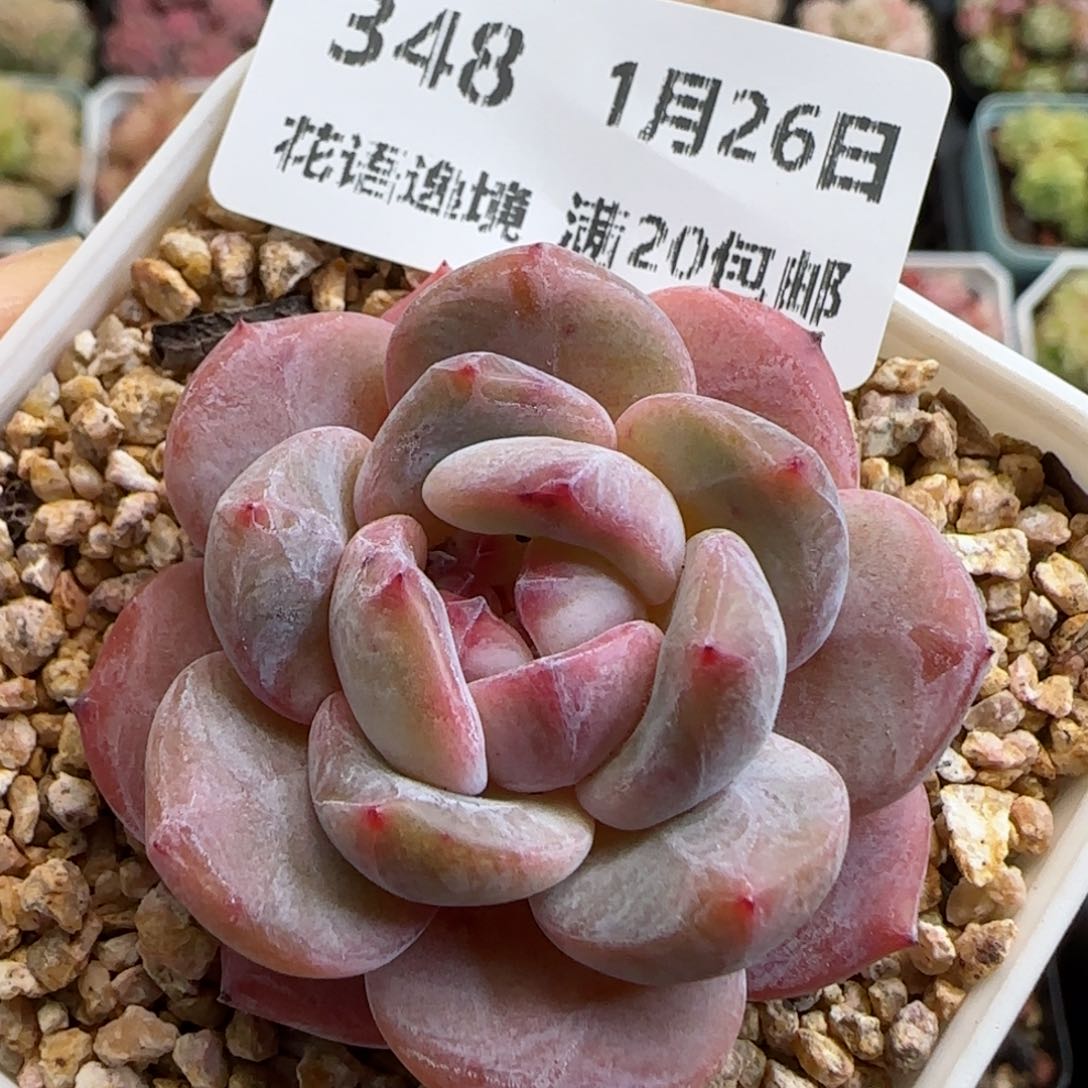 花语逸镜0126-348新颖