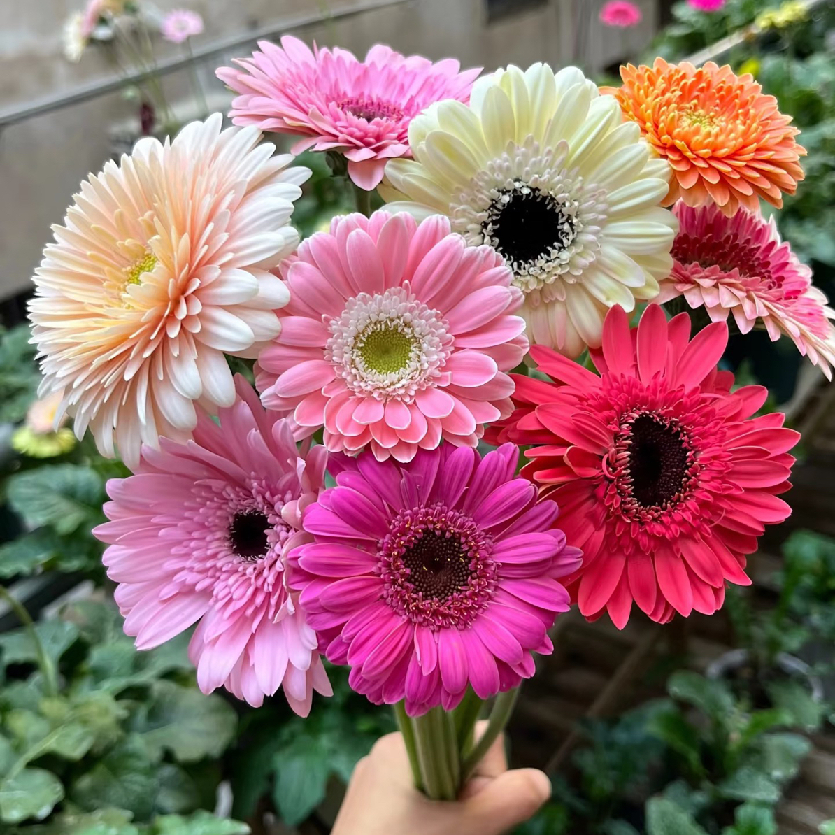 【源头优选】—拼单专属非洲菊