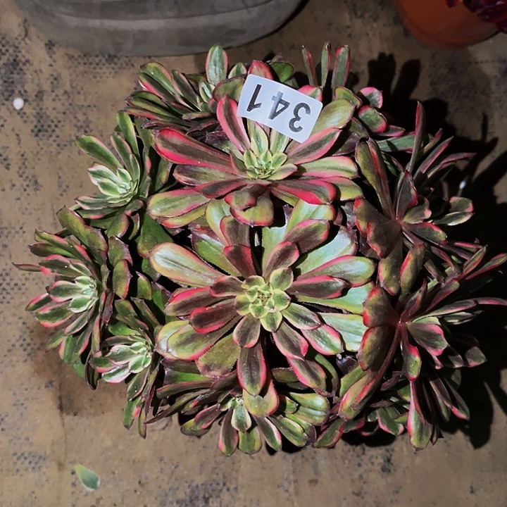 341黄花梨多肉植物不售后