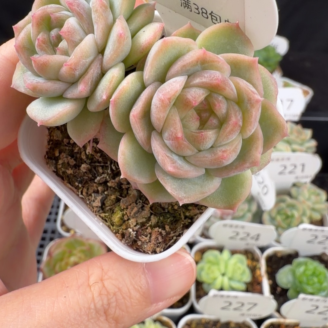 玫瑰珍妮双头233号