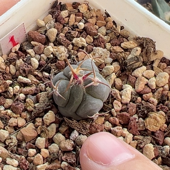 实生短豪花王丸平丸1.7cm