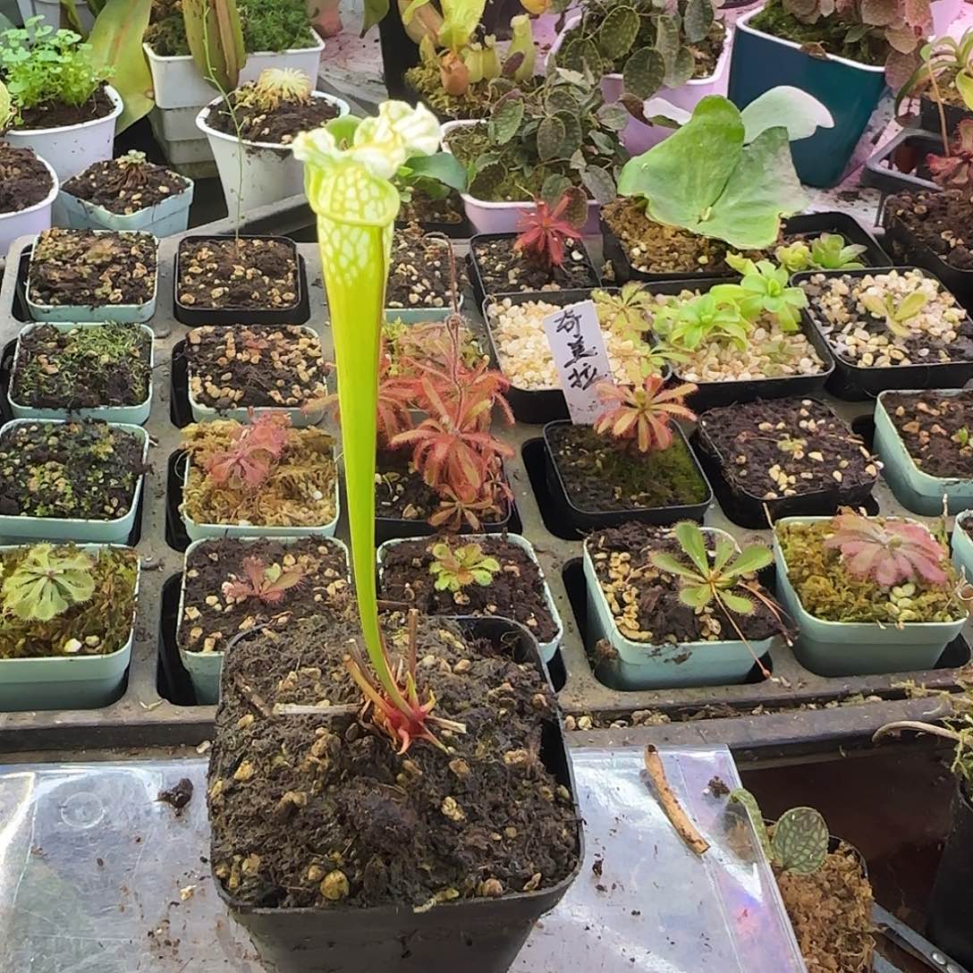 无花朵白瓶瓶子草