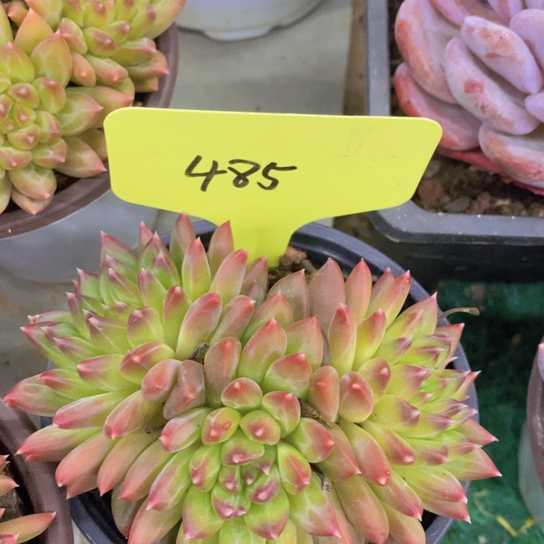 开心多肉，一物一拍，一单包邮，满5给1