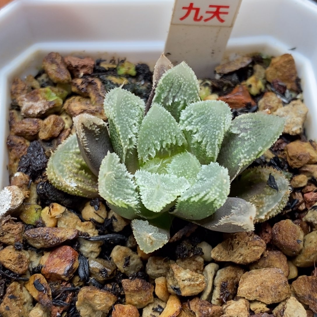 5号全窗白帝城多肉