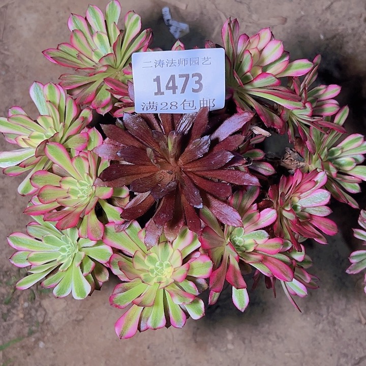 1473美姬多肉植物2号