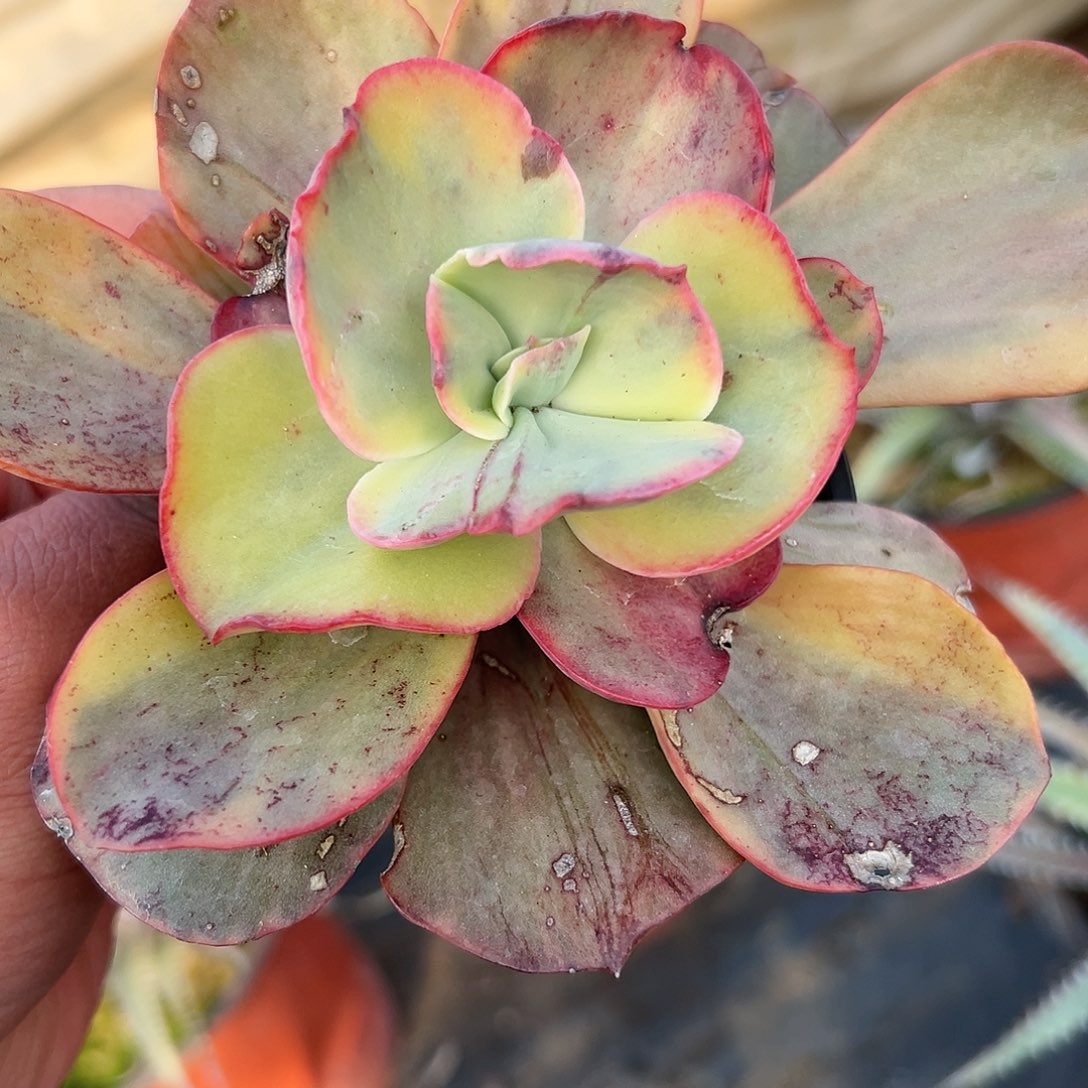 多肉植物多肉植物