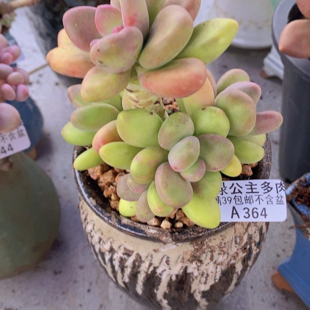 芒果树10cm364多肉植物