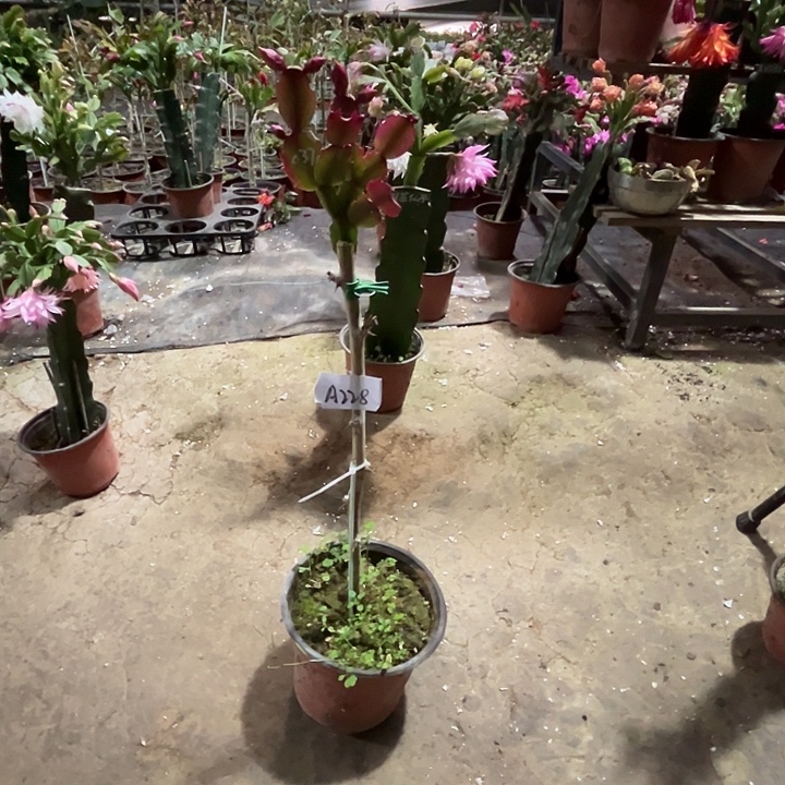 完全开放A228叶仙嫁接037