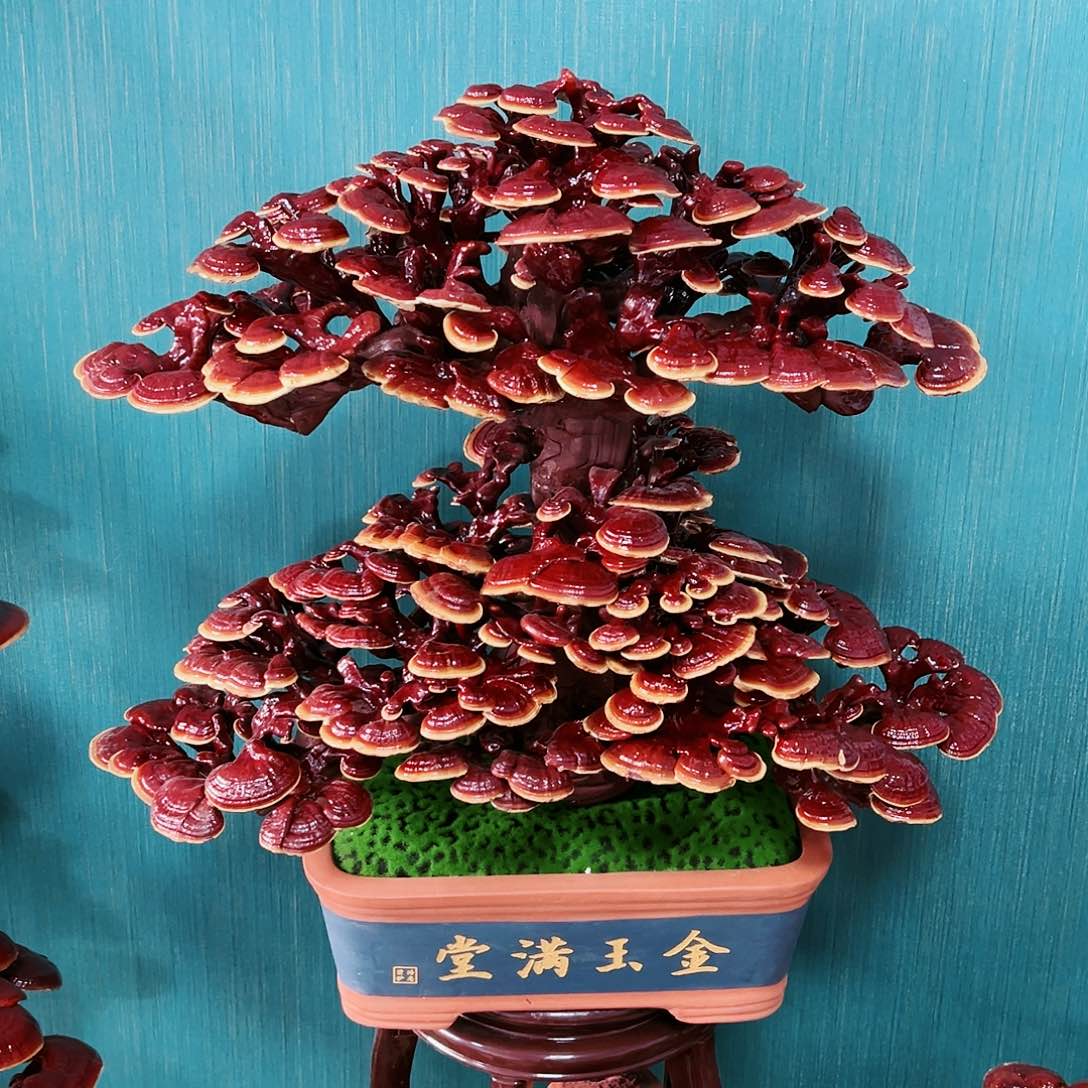 【闪购商品】无花朵