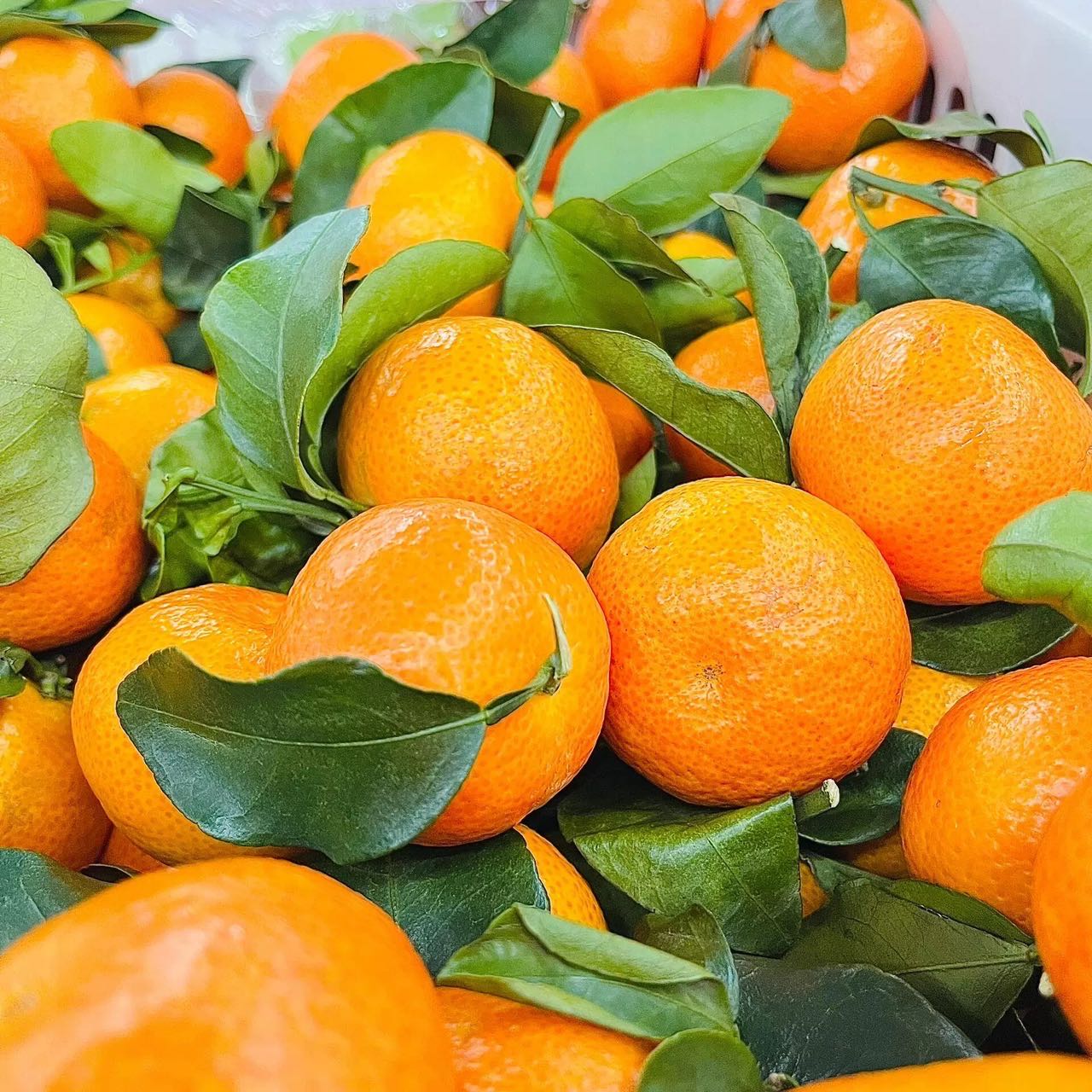 【只发新疆】广西桂林正宗砂糖橘新鲜应季水果乌市九鼎直发