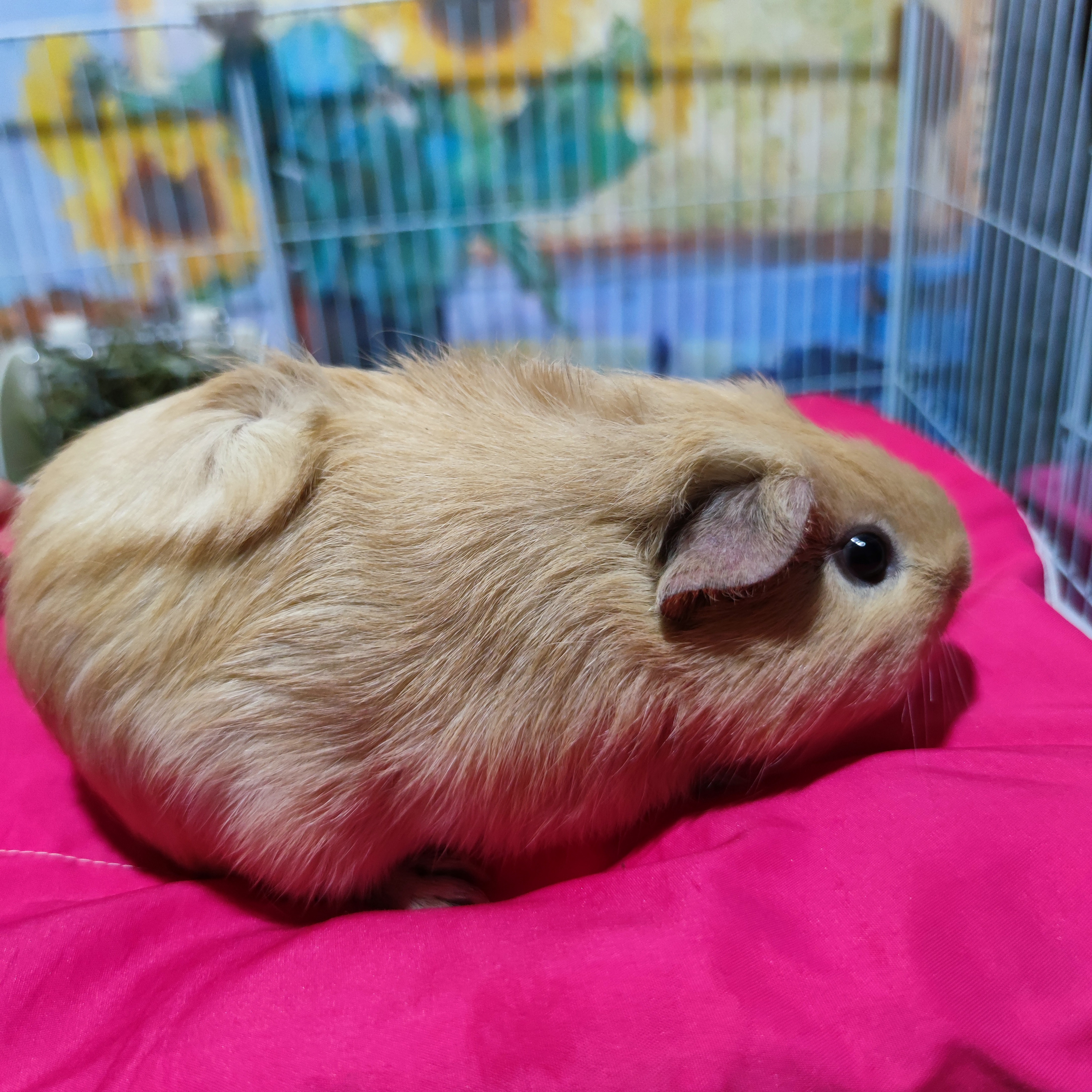 自繁自养猪活物豚鼠小宠物天竺鼠适合家庭喂养