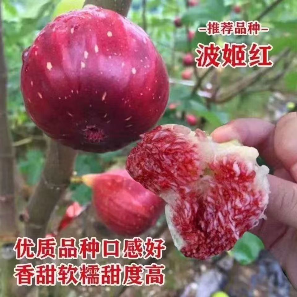 威海大青皮无花果树苗