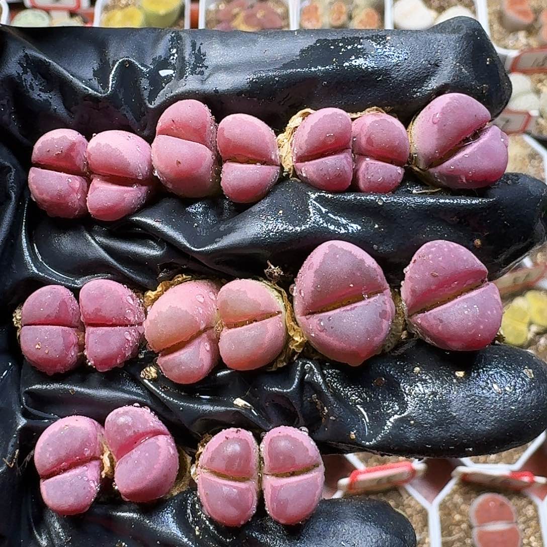 生石花111111。   205