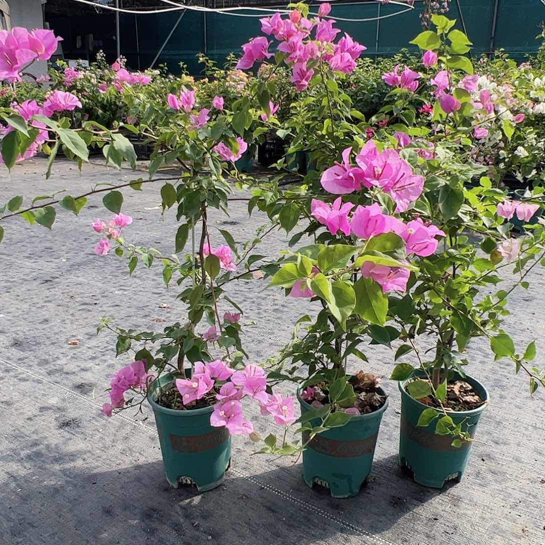 大部分开放少量花苞粉可爱一颗