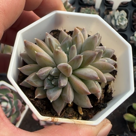 287青花瓷多肉植物多