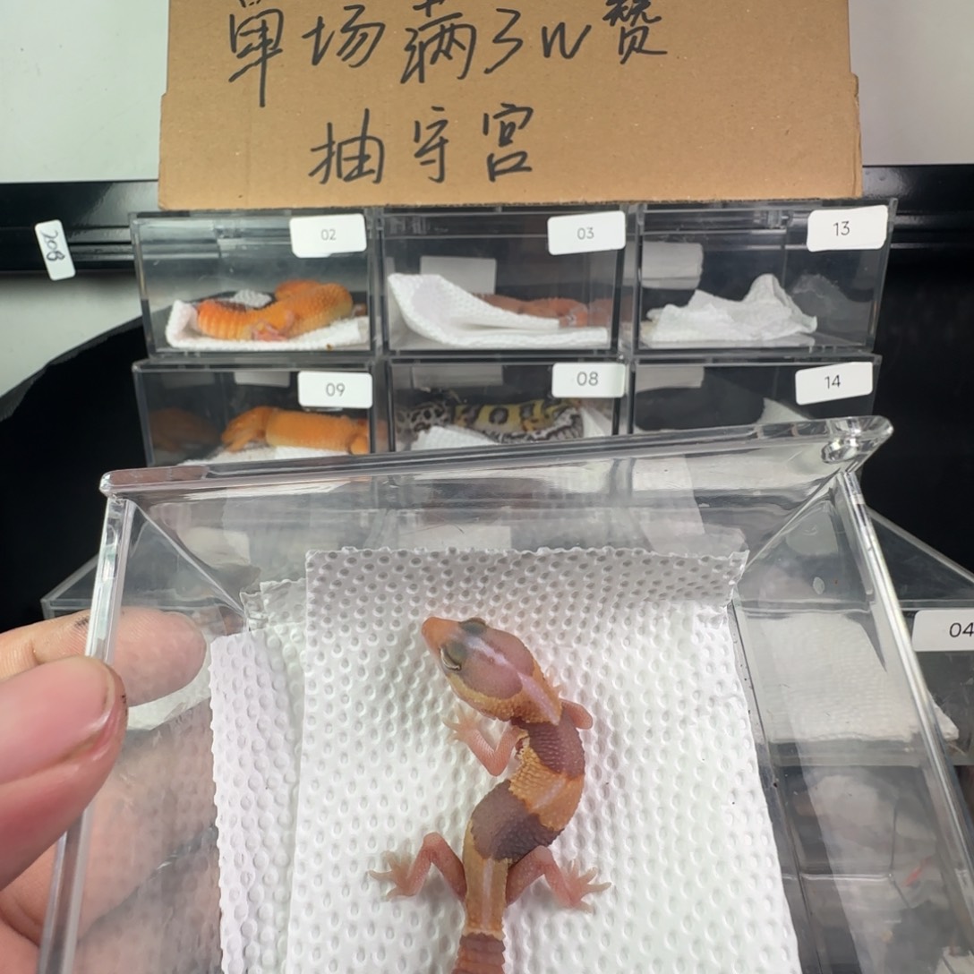 豹纹守宫直线橘白妹妹