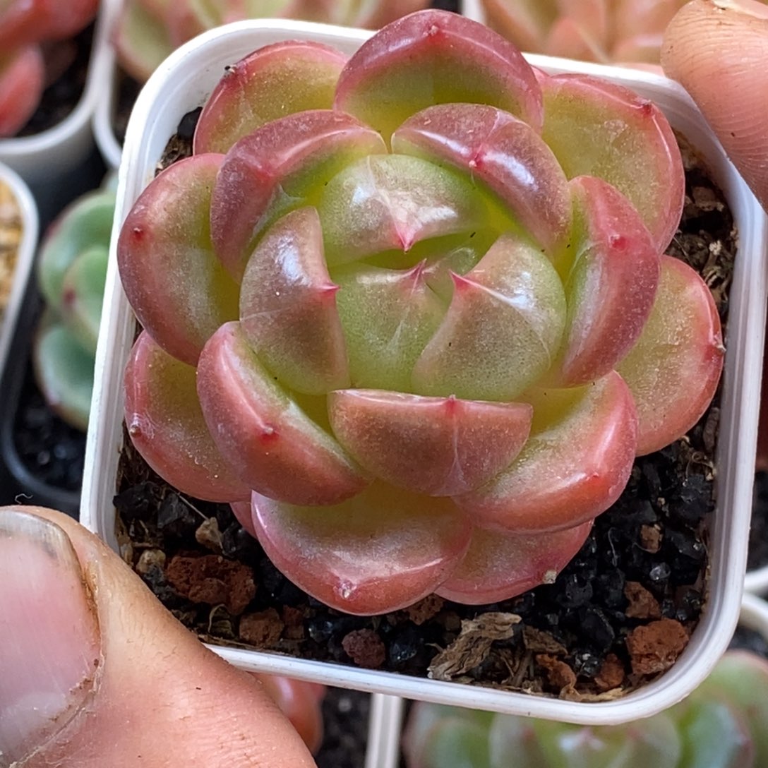 天官赐福百无禁忌