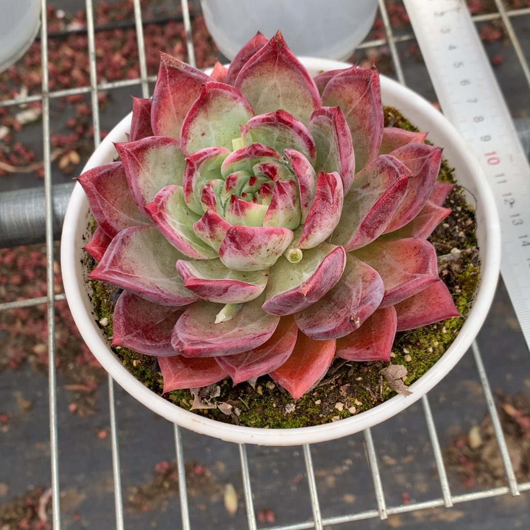 129-5-9.9一物一拍