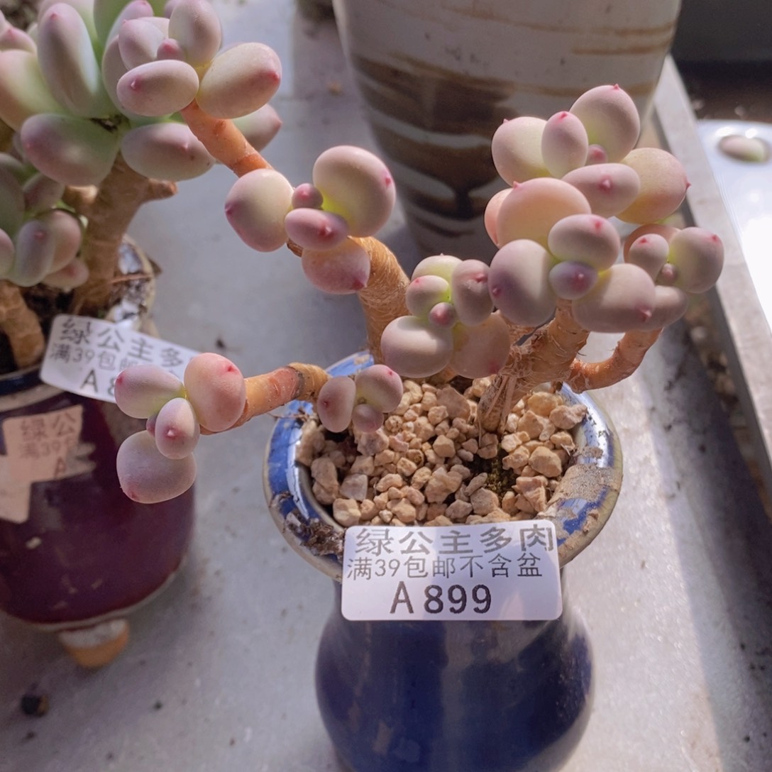 一代苹果奶老桩9cm899多肉植物