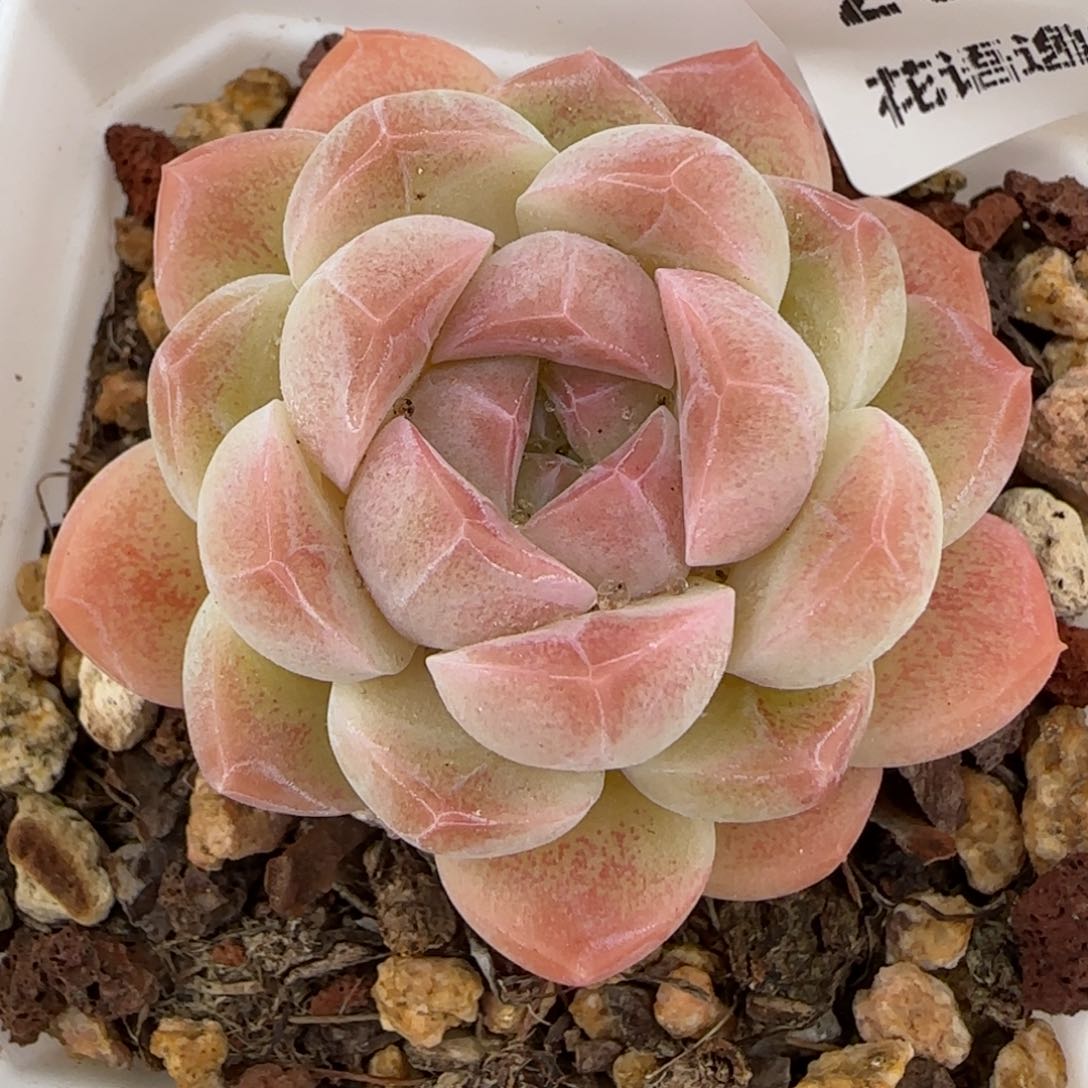 花语逸镜0224-200