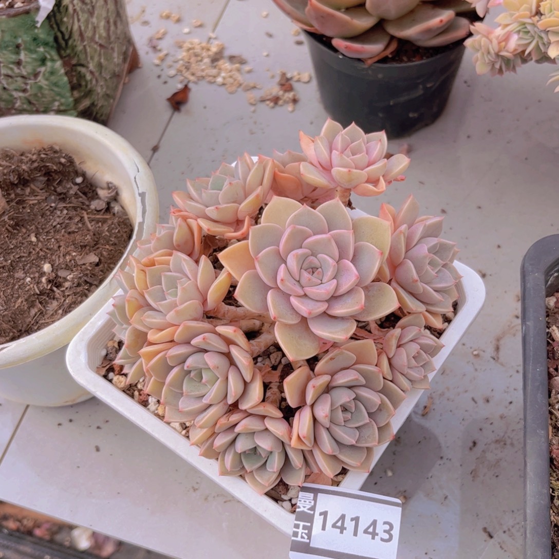 红粉佳人多肉植物14143
