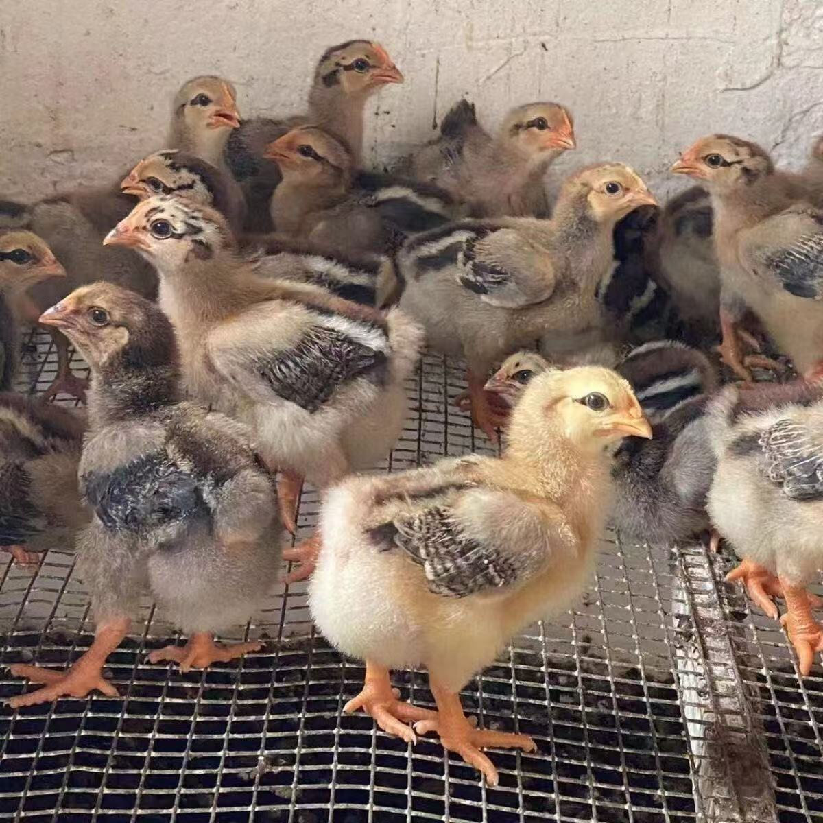 【九斤红】活苗 宠物鸡 疫苗齐全 送货上门