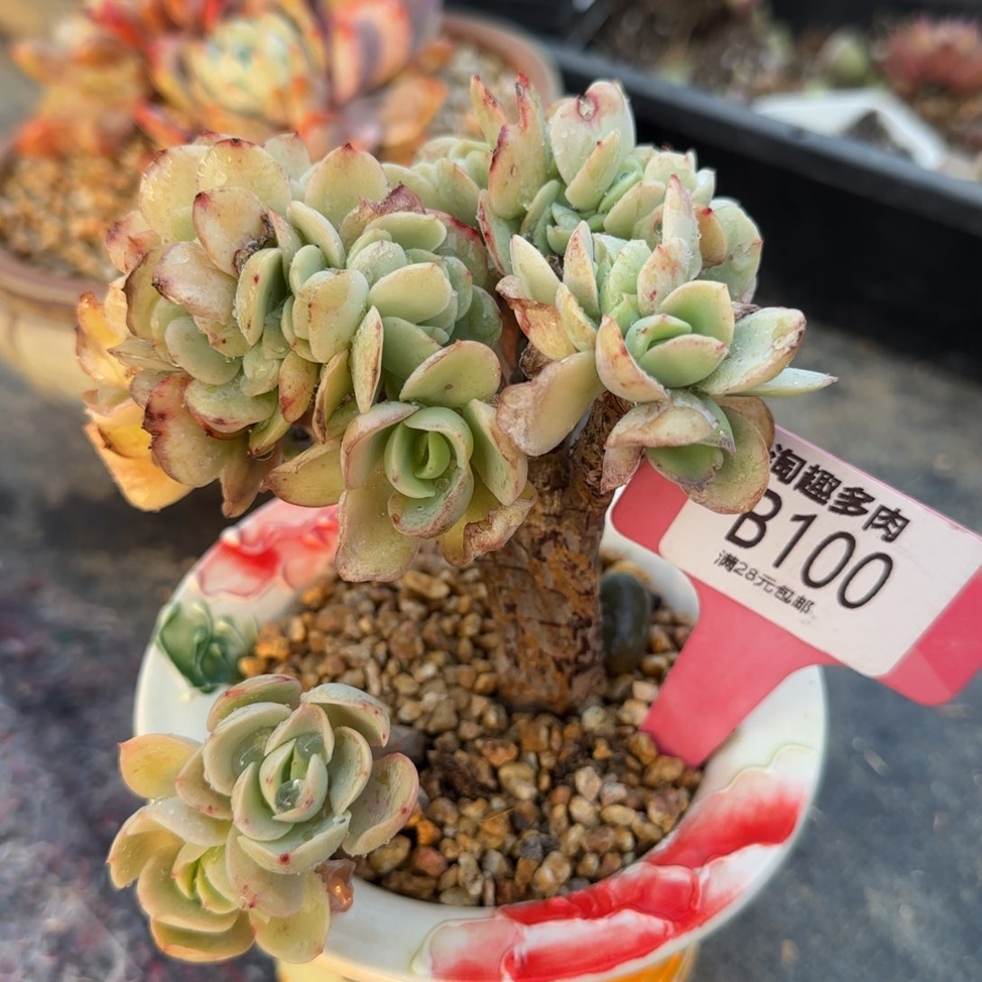 多肉植物碧桃，最怕毒毒哇塞