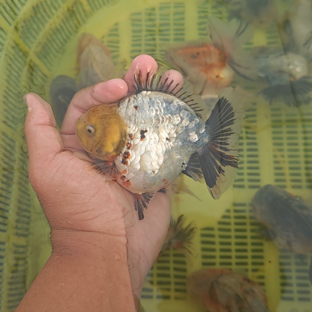 白麒麟将军泰狮金鱼