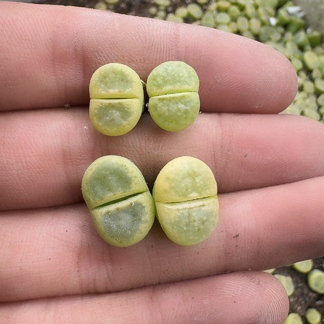 只***4601 哈哈哈哈哈哈哈哈哈