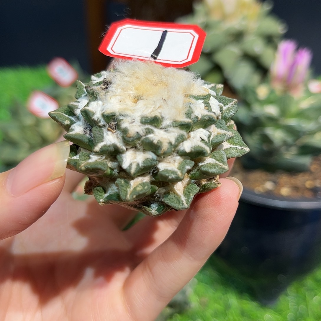 1号自根福利黑牡丹