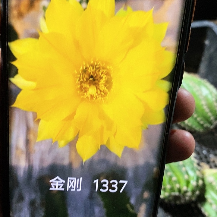 金刚 1337/侧芽歪20包邮/