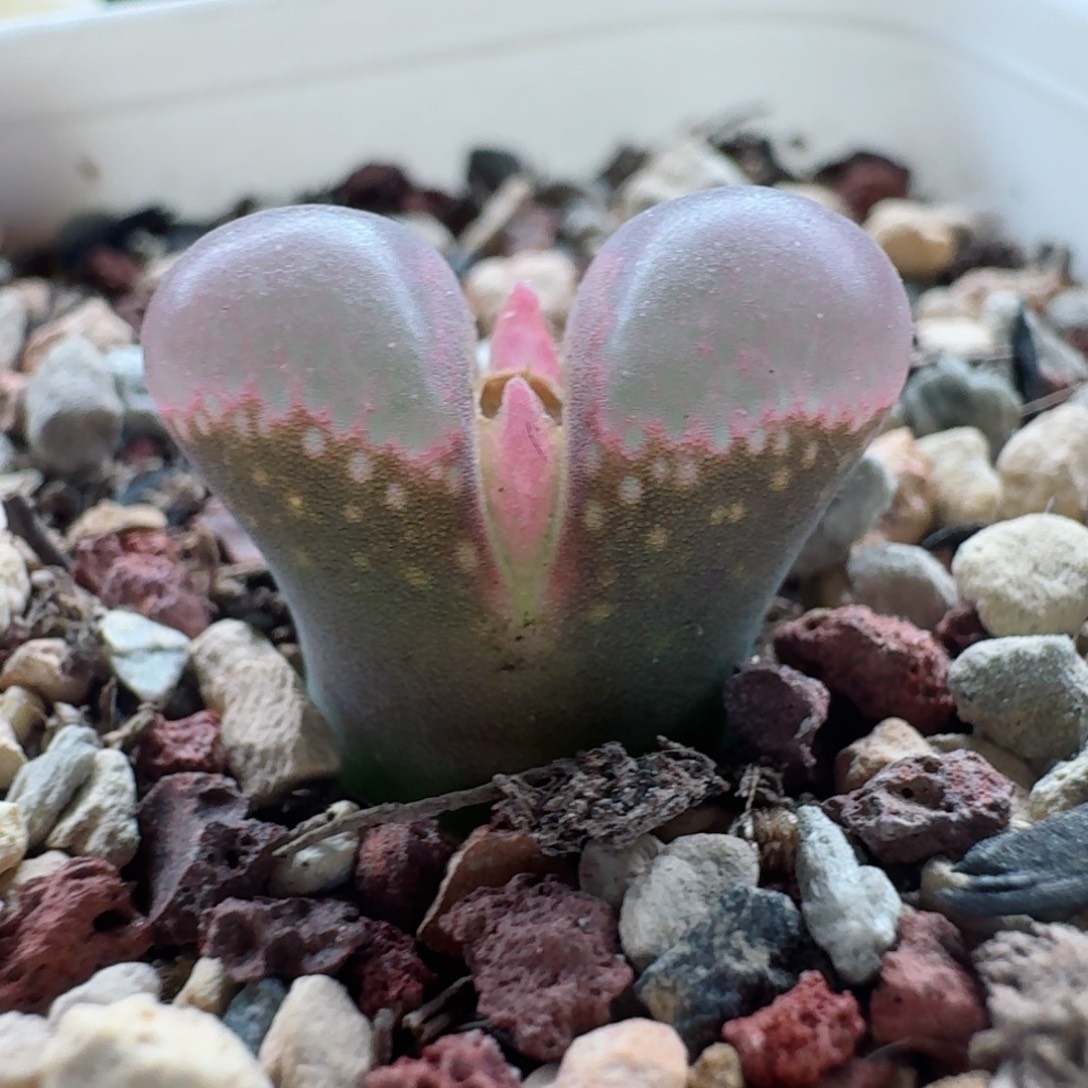 1113-025黑眼豆豆