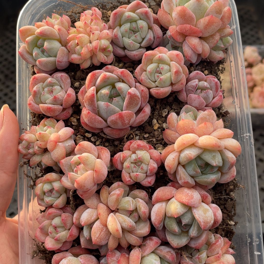 云糖心多肉植物441