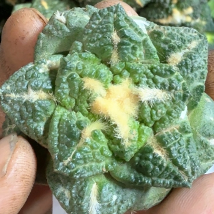 无花朵福利自根龟甲449