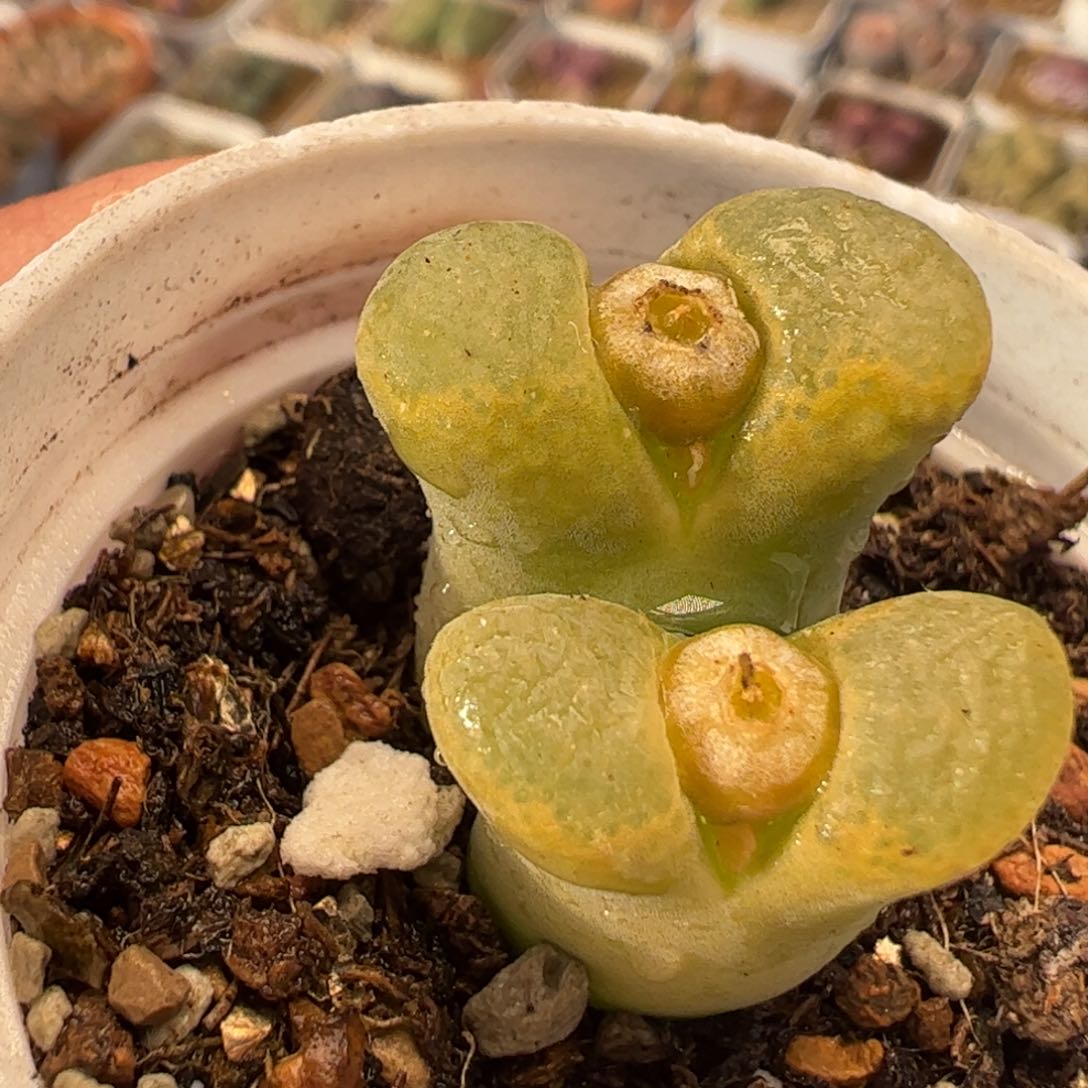 083多肉植物百科