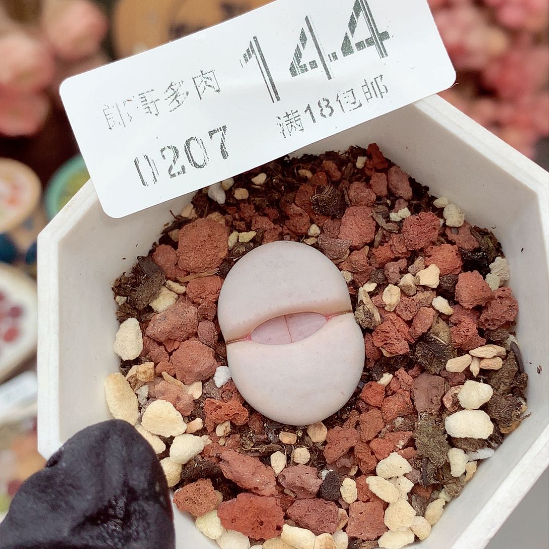 生石花满18包邮7-144