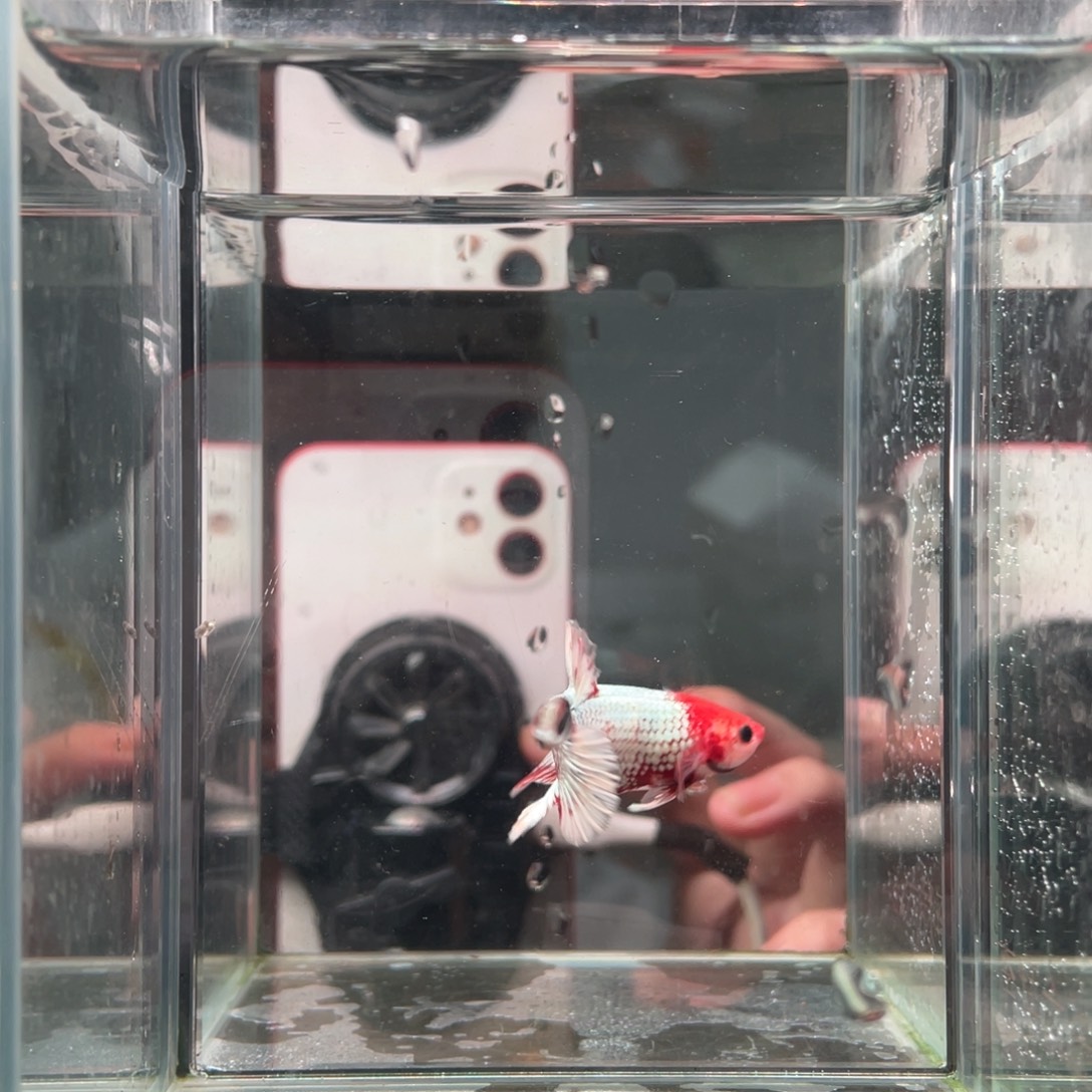 斗鱼印尼精品斗鱼80