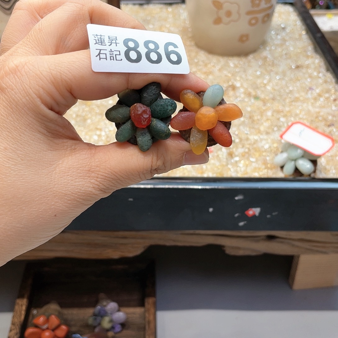 核桃木/黑胡桃（胡桃木）十***亮886