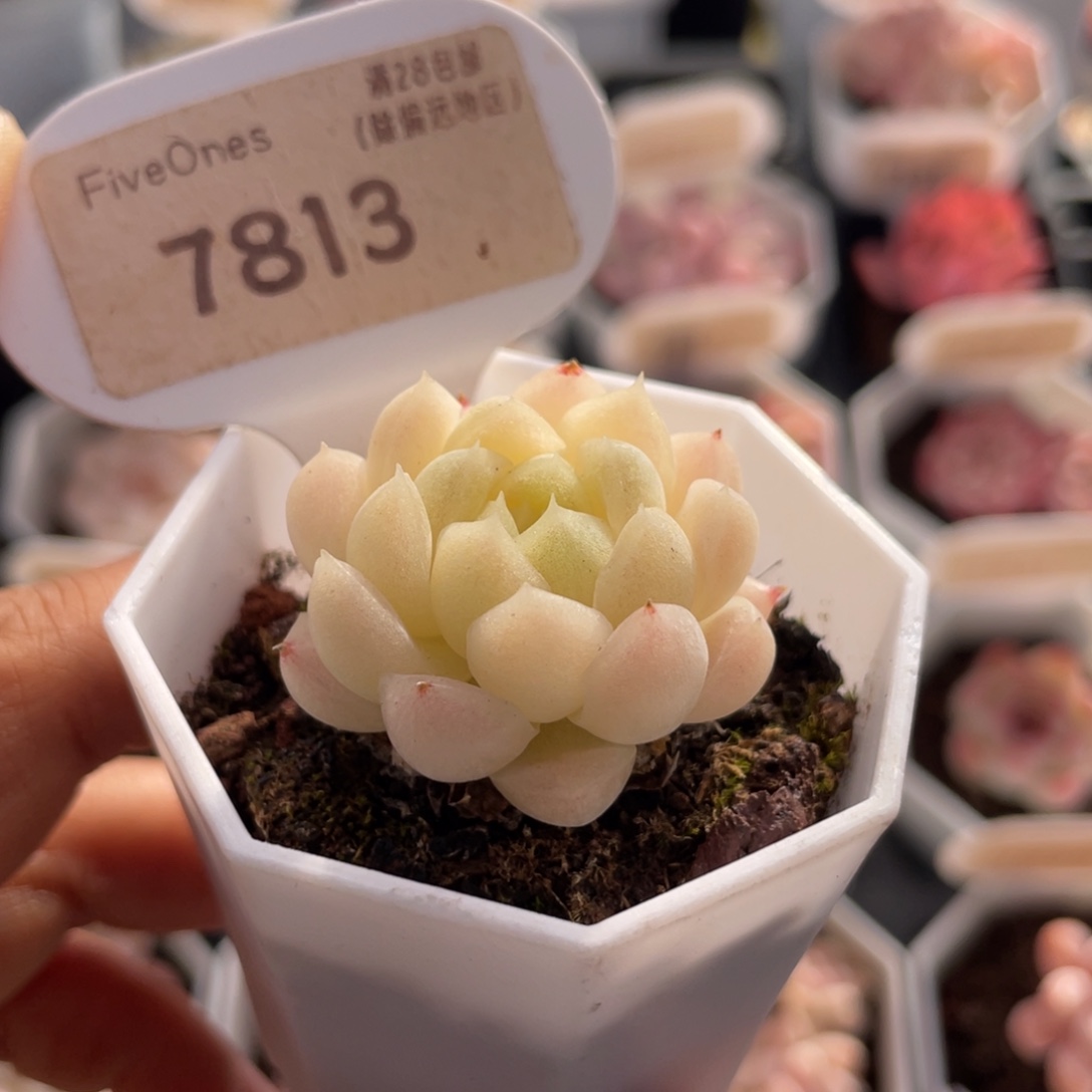 麦秆7813-3.5厘米