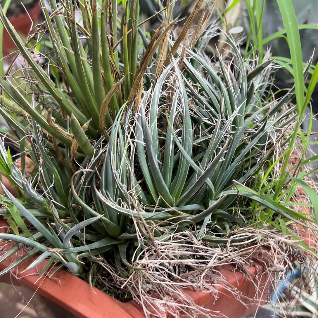 树冰龙舌兰侧芽龙舌兰