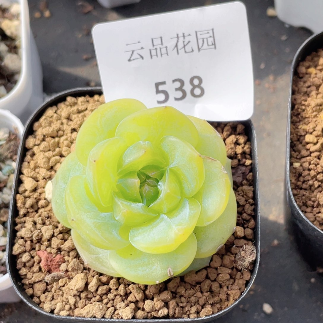 538号糖心冰心珍妮 有伤