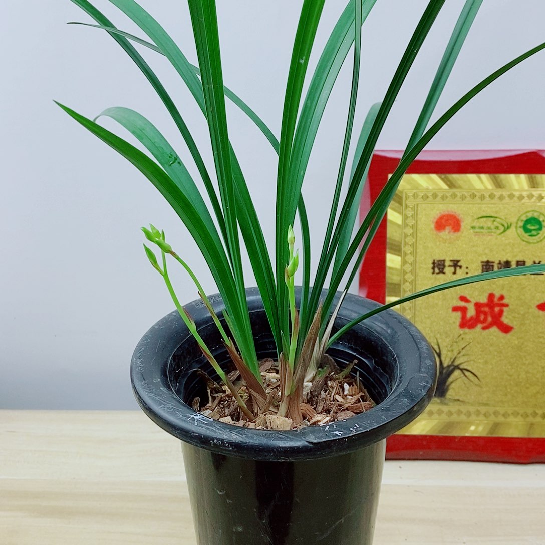 当前无花栽培后可以开花逸