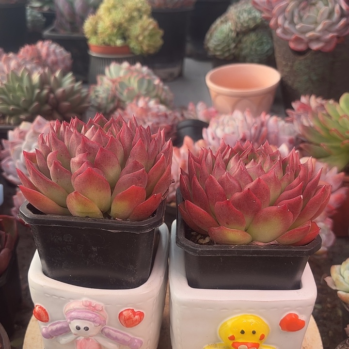 篝火多肉植物盆栽