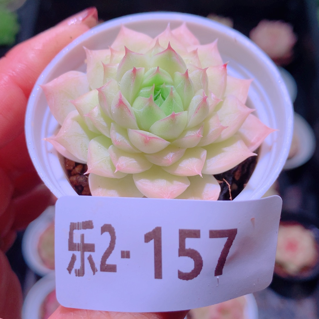 乐然 2-157 清浅单头 