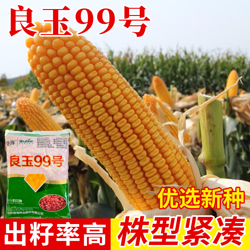大田玉良玉99号玉米种大棒包谷饲料杂交高产大田玉米种籽春季
