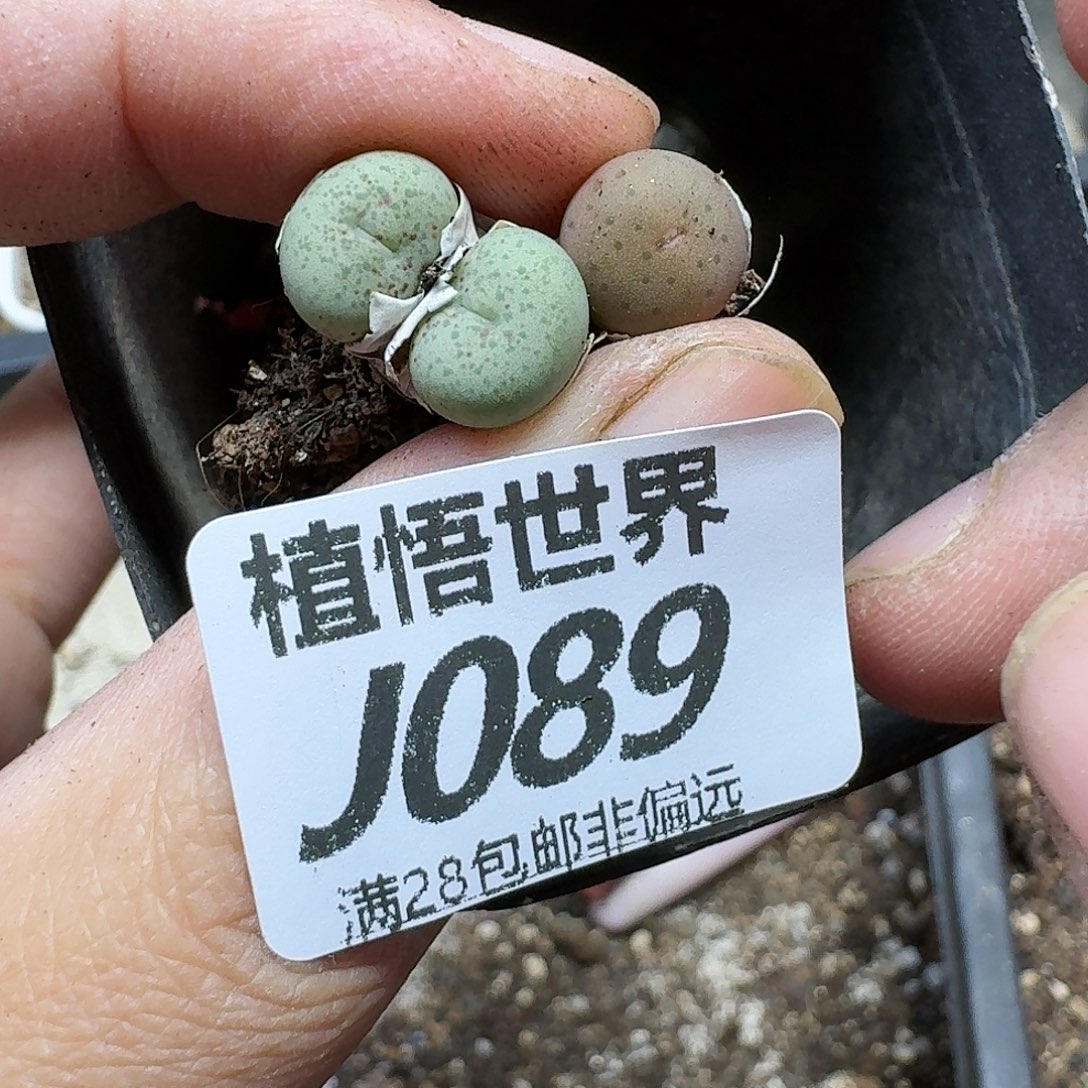 多肉植物的润泽gh