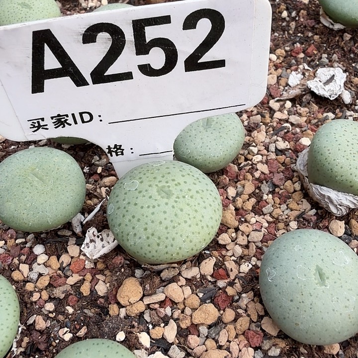 e***m252。满38包邮肉锥