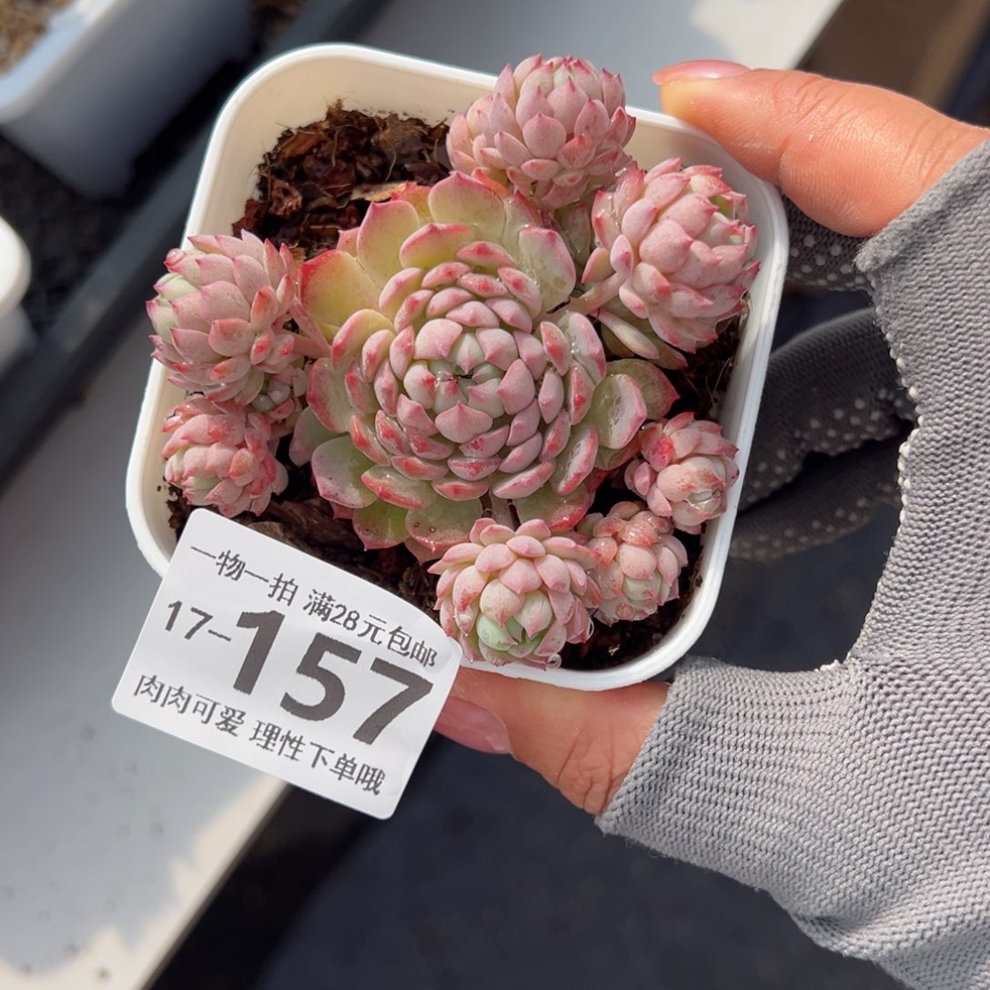 小粉梅多肉多肉多肉多肉