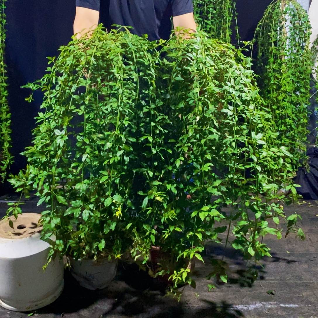 探春花，两颗，一物一拍